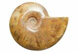 Polished Cretaceous Ammonite (Cleoniceras) Fossil - Madagascar #216087-1